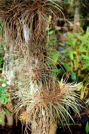 Air plant, Corkscrew Swamp Sanctuary, Florida, United States of America, North America Stock Photo - Rights-Managed, Code: 841-03028755