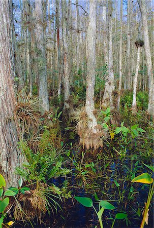 Marais de cyprès chauve dans le Corkscrew Swamp Sanctuary près de Naples, Floride, États-Unis d'Amérique Photographie de stock - Rights-Managed, Code: 841-03028752