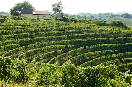 streak - Jeruzalem vineyards, Mura (Pomurje), Slovenia, Europe Stock Photo - Rights-Managed, Code: 841-03028977