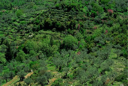 péloponnèse - Vue aérienne d'oliviers et de terrasses sur le Péloponnèse, Grèce, Europe Photographie de stock - Rights-Managed, Code: 841-03029257