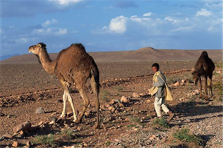 Shepherd boy with two camels in arid landscape, near Ouarzazate, Morocco, North Africa, Africa Stock Photo - Rights-Managed, Code: 841-03029265