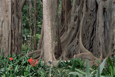 simsearch:841-03035225,k - Botanical Garden, Puerto de la Cruz, Tenerife, Canary Islands, Spain, Europe Foto de stock - Con derechos protegidos, Código: 841-03029592