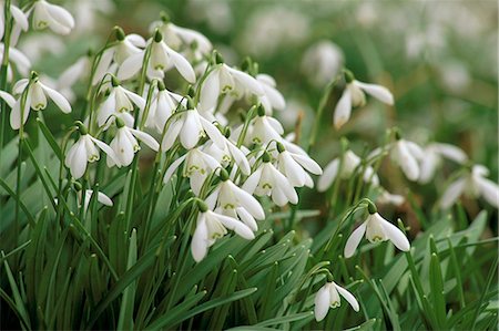 Snowdrops, Warnford, Hampshire, England, United Kingdom, Europe Foto de stock - Con derechos protegidos, Código: 841-03029708