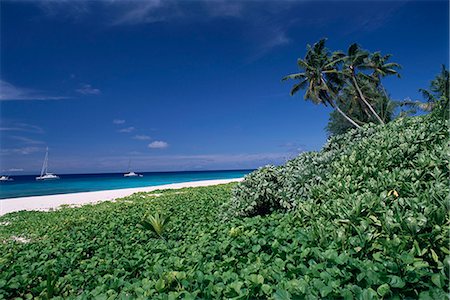 simsearch:841-03871155,k - Nature reserve et la plage, Ile Aride (l'île d'Aride), Seychelles, océan Indien, Afrique Photographie de stock - Rights-Managed, Code: 841-03034047