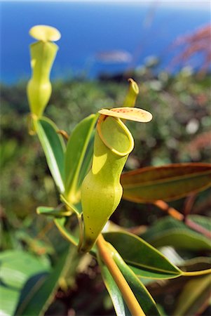 Carnivorous flower, Les Hauts de Grand Anse, island of Mahe, Seychelles, Indian Ocean, Africa Stock Photo - Rights-Managed, Code: 841-03034057