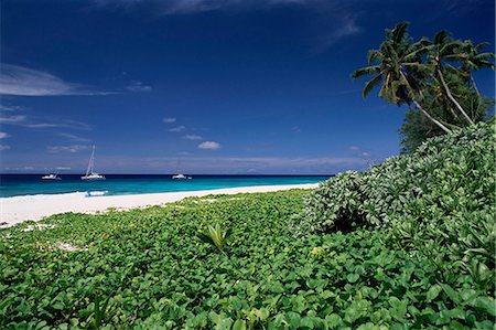 simsearch:841-03871155,k - Nature reserve et la plage, Ile Aride (l'île d'Aride), Seychelles, océan Indien, Afrique Photographie de stock - Rights-Managed, Code: 841-03034072