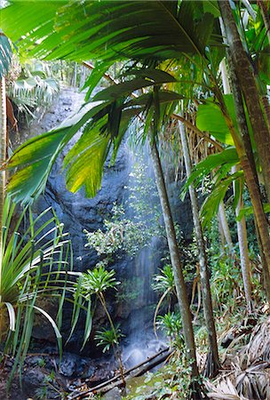 praslin island - Waterfall, Vallee de Mai National Park, Praslin, Seychelles, Indian Ocean Foto de stock - Direito Controlado, Número: 841-03034081