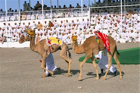 Camel racing,Mudaibi region,Sultanate of Oman,Middle East Stock Photo - Rights-Managed, Code: 841-03034120
