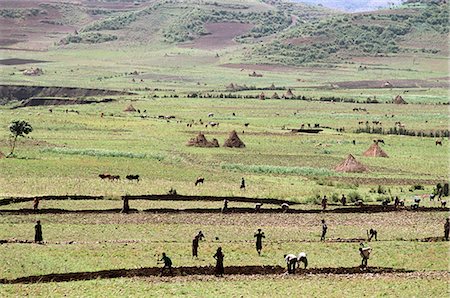 simsearch:841-02918765,k - Travaillant sur les terres agricoles, près de Sentebe, Choa, Ethiopie, Afrique Photographie de stock - Rights-Managed, Code: 841-03034197