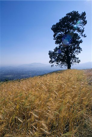 entoto - Barley field on the slopes of Entoto,Shoa province,Ethiopia,Africa Stock Photo - Rights-Managed, Code: 841-03034218