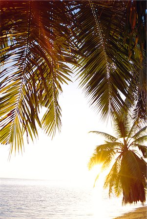 simsearch:841-02715600,k - Palms,Barbados,West Indies Stock Photo - Rights-Managed, Code: 841-03034342