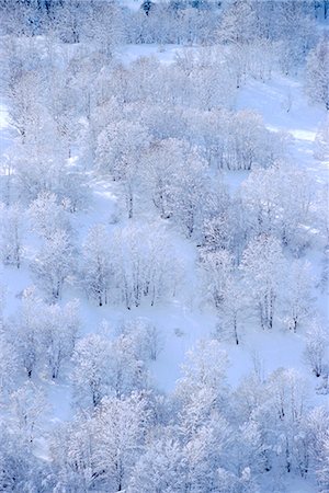 simsearch:841-03030534,k - Arbres en hiver en Haute Savoie, Rhone-Alpes, France Photographie de stock - Rights-Managed, Code: 841-03034639