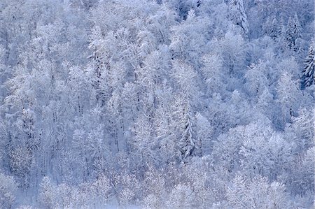 simsearch:841-03031200,k - Arbres en hiver en Haute Savoie, Rhone-Alpes, France Photographie de stock - Rights-Managed, Code: 841-03034640