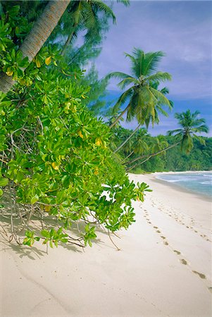 Beach,Mahe,Seychelles Stock Photo - Rights-Managed, Code: 841-03035015