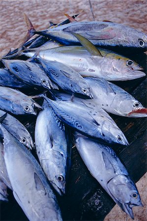 praslin island - Fish,Praslin,Seychelles Foto de stock - Direito Controlado, Número: 841-03035052