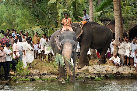 people waiting to meeting - Elephant Festival,Kerala,India Stock Photo - Rights-Managed, Code: 841-03035342