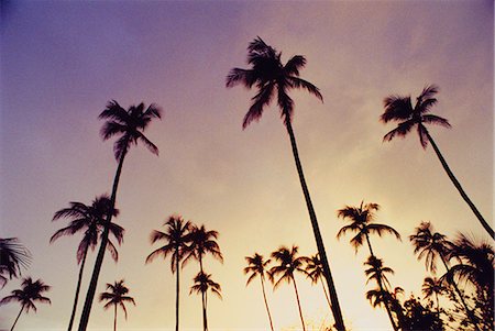 simsearch:841-02824539,k - Palm trees,Antigua,West Indies (Grainy) Stock Photo - Rights-Managed, Code: 841-03035357