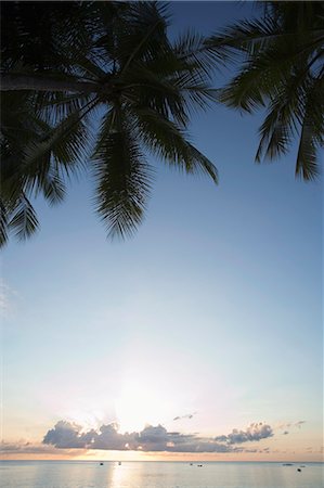 Palm Trees, Westküste, Barbados, Antillen, Karibik, Mittelamerika Stockbilder - Lizenzpflichtiges, Bildnummer: 841-03035386