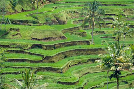 simsearch:841-03065257,k - Rice terraces,Bali,Indonesia Foto de stock - Con derechos protegidos, Código: 841-03035655