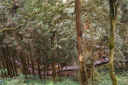 Walkway in cedar forest,Alishan National Forest recreation area,Chiayi County,Taiwan,Asia Stock Photo - Rights-Managed, Code: 841-03035804