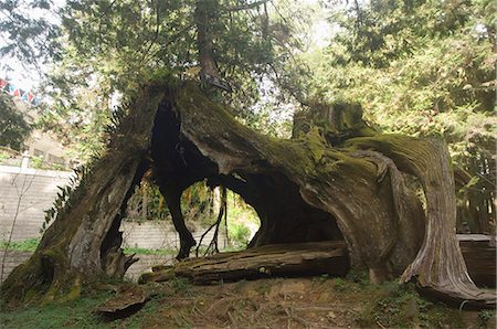 Giant tree trunk in cedar forest,Alishan National Forest recreation area,Chiayi County,Taiwan,Asia Stock Photo - Rights-Managed, Code: 841-03035806