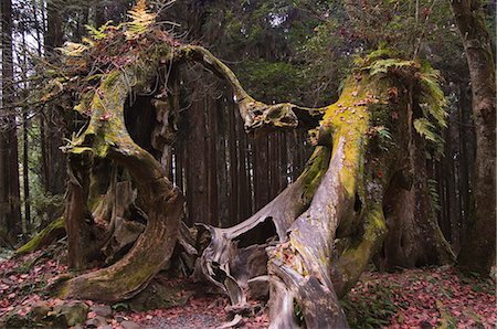 Giant tree trunk in cedar forest,Alishan National Forest recreation area,Chiayi County,Taiwan,Asia Stock Photo - Rights-Managed, Code: 841-03035809