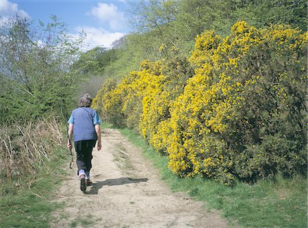 simsearch:841-02923827,k - Gorse in bloom and walker, Croft, Herefordshire, England, United Kingdom, Europe Fotografie stock - Rights-Managed, Codice: 841-03030074