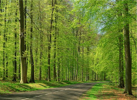 picardie - Route rurale vide à travers bois dans la forêt de Compiègne, Aisne, Picardie (Picardie), France, Europe Photographie de stock - Rights-Managed, Code: 841-03030110