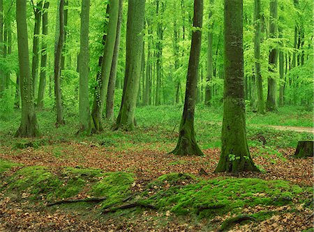 simsearch:841-08357618,k - Tree trunks and moss in woodland in the Forest of Eu in Haute Normandie (Normandy), France, Europe Foto de stock - Con derechos protegidos, Código: 841-03030121
