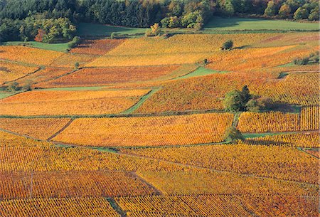 simsearch:841-03030228,k - Beaujolais vineyards near Beuajeu, Rhone Alpes, France, Europe Stock Photo - Rights-Managed, Code: 841-03030131