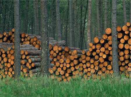 forest lumber - Piles of logs in woodland, Les Landes forest in Aquitaine, France, Europe Foto de stock - Con derechos protegidos, Código: 841-03030151