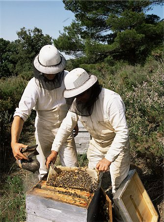 Beekeeping, Provence, France, Europe Foto de stock - Con derechos protegidos, Código: 841-03030193