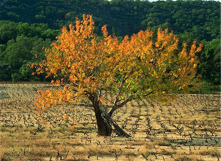 provence france autumn - A fig tree in vineyards in autumn in Provence, France, Europe Stock Photo - Rights-Managed, Code: 841-03030205