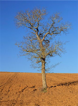 A single bare tree in a field near Irancy, in Burgundy, France, Europe Stock Photo - Rights-Managed, Code: 841-03030215