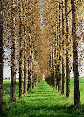 simsearch:841-08357618,k - Avenue of trees, Haute Normandie (Normandy), France, Europe Foto de stock - Con derechos protegidos, Código: 841-03030211