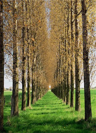 Avenue of trees, Haute Normandie (Normandy), France, Europe Foto de stock - Con derechos protegidos, Código: 841-03030211