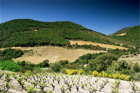 durban - Corbiere vineyards near Durban, Languedoc-Roussillon, France, Europe Stock Photo - Rights-Managed, Code: 841-03030272