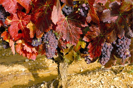 provence france autumn - Close-up of Grenache grapes, Provence, France, Europe Foto de stock - Con derechos protegidos, Código: 841-03030301