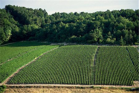 Chablis vineyards, Fleys, near Chablis, Yonne, Burgunday, France, Europe Foto de stock - Con derechos protegidos, Código: 841-03030316