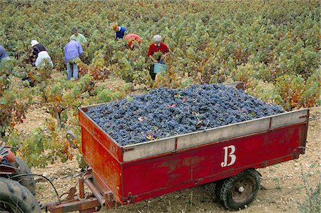 Harvesting grapes in a vineyard in the Rhone Valley, Rhone Alpes, France, Europe Stock Photo - Rights-Managed, Code: 841-03030331