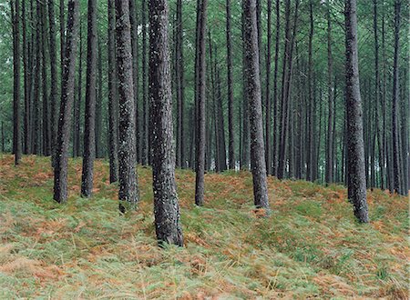 simsearch:841-03035805,k - Pin de troncs d'arbres, la forêt des Landes, près de Lit et Mixe, Landes, Aquitaine, France, Europe Photographie de stock - Rights-Managed, Code: 841-03030365