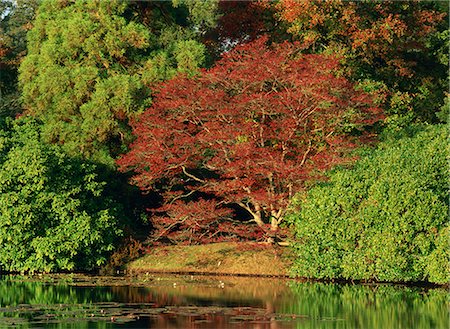 simsearch:841-03868179,k - Scène tranquille d'arbres acer en couleurs d'automne (automne) à Sheffield Park, Sussex, Angleterre, Royaume-Uni, Europe Photographie de stock - Rights-Managed, Code: 841-03030360