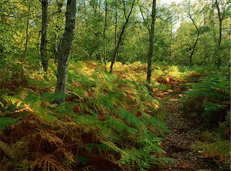 simsearch:841-03483724,k - Trees and bracken in woodland in autumn in Kent, England, United Kingdom, Europe Stock Photo - Rights-Managed, Code: 841-03030384