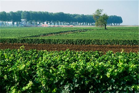 Cotes de Beaune vineyards near Beaune, Burgundy, France, Europe Stock Photo - Rights-Managed, Code: 841-03030392