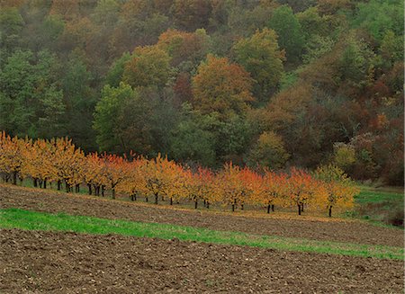 Agricultural landscape of fields and trees in autumn near Irancy in Burgundy, France, Europe Stock Photo - Rights-Managed, Code: 841-03030432