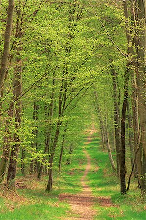 simsearch:841-08357618,k - Sentier étroit à travers les arbres dans les forêts, la forêt de Brotonne, près de Routout, Haute Normandie (Normandie), France, Europe Photographie de stock - Rights-Managed, Code: 841-03030488