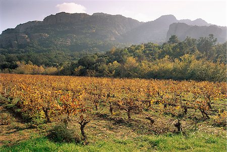 simsearch:841-03031356,k - Vineyards near Roquebrun sur Argens, Var, Provence, France, Europe Foto de stock - Con derechos protegidos, Código: 841-03030506