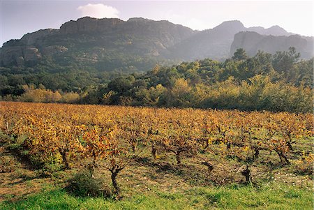 simsearch:841-02992769,k - Vignobles près de Roquebrun sur Argens, Var, Provence, France, Europe Photographie de stock - Rights-Managed, Code: 841-03030506