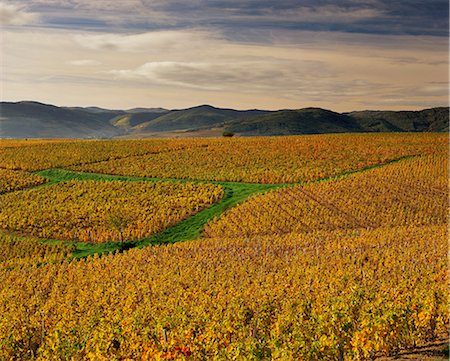 simsearch:841-02919725,k - Vineyards near Lentigne, Beaujolais-Rhone, Rhone Alpes, France, Europe Foto de stock - Con derechos protegidos, Código: 841-03030541
