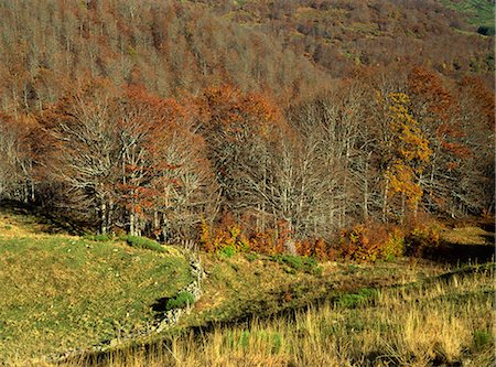 Paysage de bois à l'automne, près de Salers, Cantal, Auvergne, France, Europe Photographie de stock - Rights-Managed, Code: 841-03030554